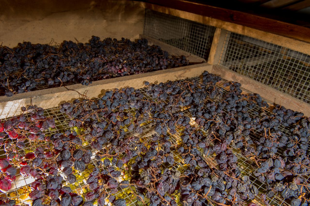 Vignoble Technique Vin de paille Mossu-0025